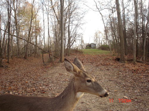 whitetail doe